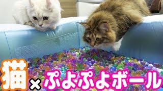 猫とぷよぷよボール風呂で遊んだら珍プレー連発したw