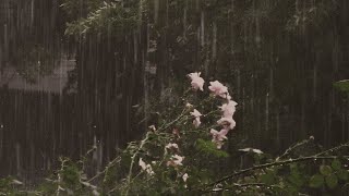 a comfort playlist to listen to the heavy rain until it clears up