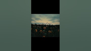 #المنشاوي #تلاوة_خاشعة #قران_كريم #تلاوة_هادئة #تلاوات #المصحف #اكسبلور #يوسف_ايمن_قران