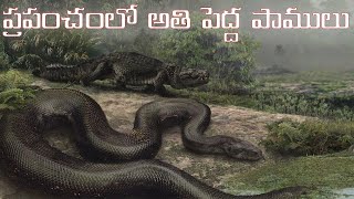 Biggest Snakes In The World | Top 10 Biggest Snakes | Telugu Facts | V R Raja Facts