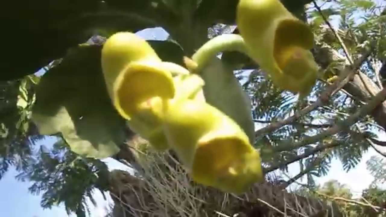 orquidea catasetum fimbriatum em habitat [ flor feminina ] - caetano. -  thptnganamst.edu.vn