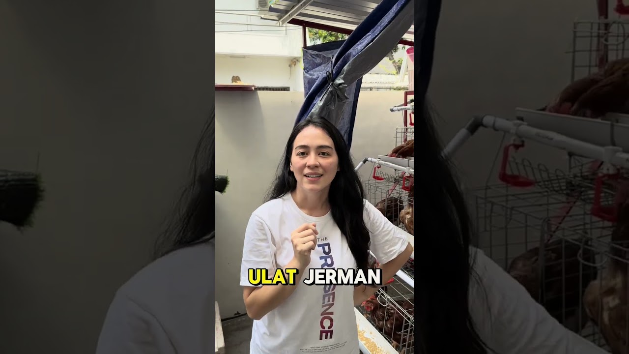 JEJU FARM UPDATE.HARI INI KITA PANEN TELUR DAN KSH MKN ULAT JERMAN KE AYAM KITAHHHH