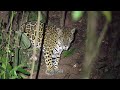Manejo forestal y conservación de jaguares en Guatemala y Perú | Video Resumen