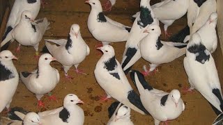 Коллекция Голубей Чернохвостые Шеек!!! Голуби Эрнеста. Collection of Black-tailed Neck Pigeons!!!