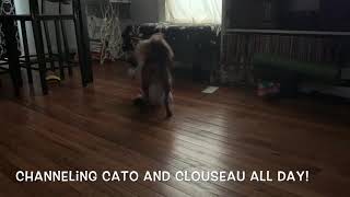 Cato and Clouseau : actually my dog and cat.