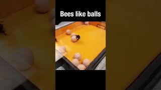 Bees like balls