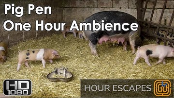 HD Pig Pen - One Hour Ambient Sound and Video