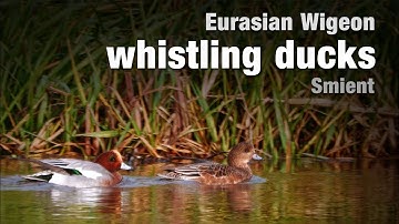 EURASIAN WIGEON (SMIENT) | duck male and female | nature film | #birds #wildlife #nature