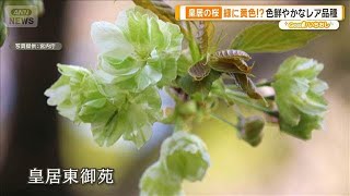 緑色や黄色の桜…皇居で出会えるレア品種　30種類もの桜を堪能【グッド！いちおし】【グッド！モーニング】(2026年3月29日)
