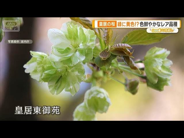 Green and yellow cherry blossoms Enjoy 30 varieties of rare