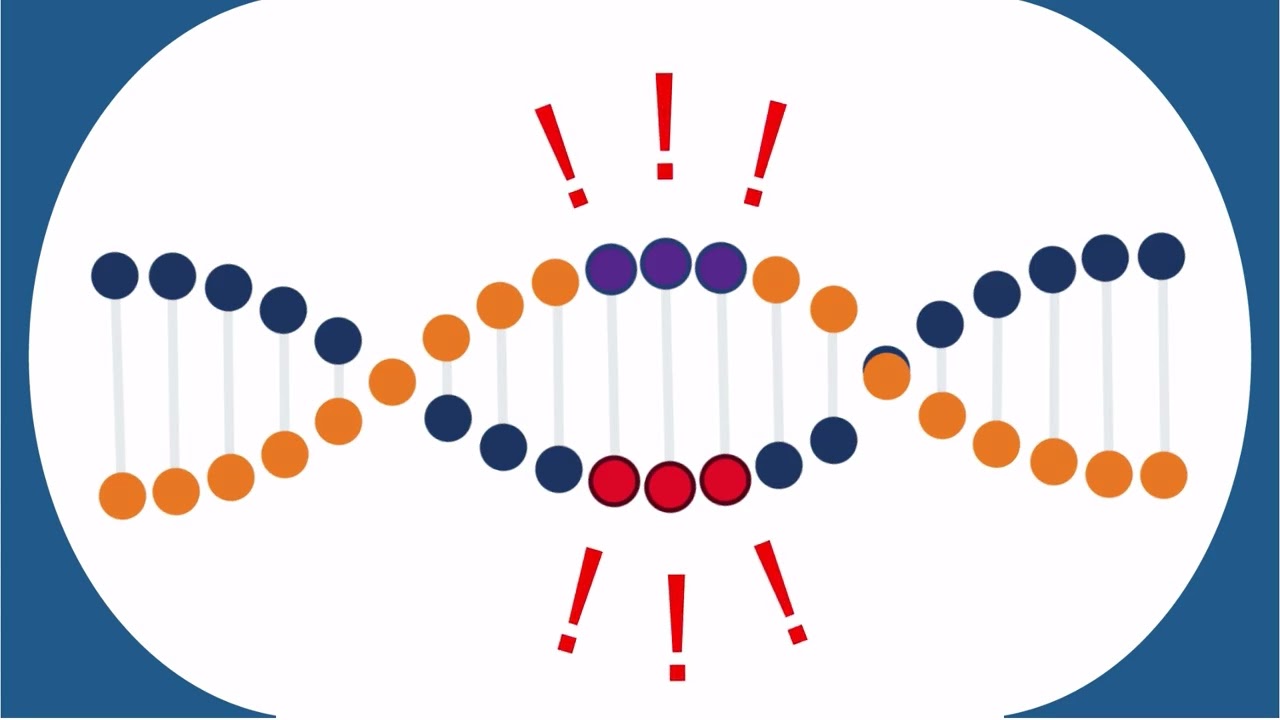 Genetic Variation In Humans