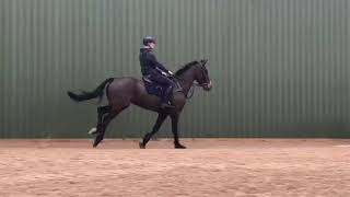 Fabulous competition horse ad ref 225508