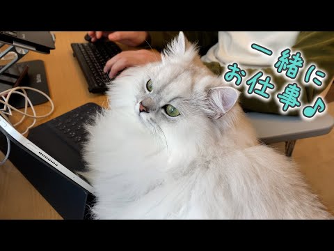 パソコン大好きな猫に仕事を邪魔されます笑