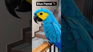 Blue Parrot 🦜 #shorts #cat #funny