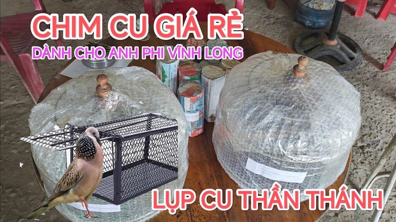Chim Cu Gáy giá rẻ dành cho anh Phi Vĩnh Long. Lụp cu gáy thần thánh...