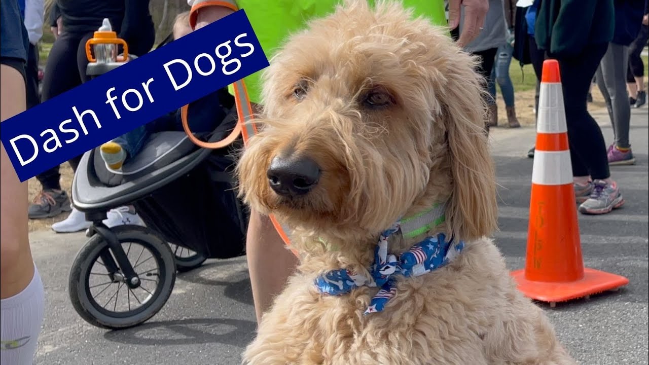 Greater Androscoggin Humane Society Dash for Dogs 2022 YouTube