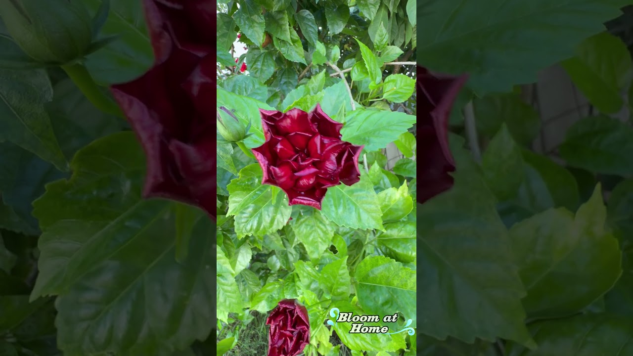 The Geometric Marvel of Nature  