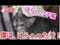 はらへり子猫。おなかがすいて執拗な催促をされました。