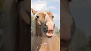 Horses Love PostBack  #businessowner #b2b #postback #onlinereviews