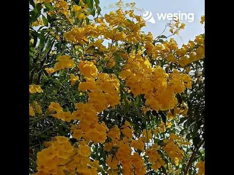 วิดีโอนี้มาจาก WeSing