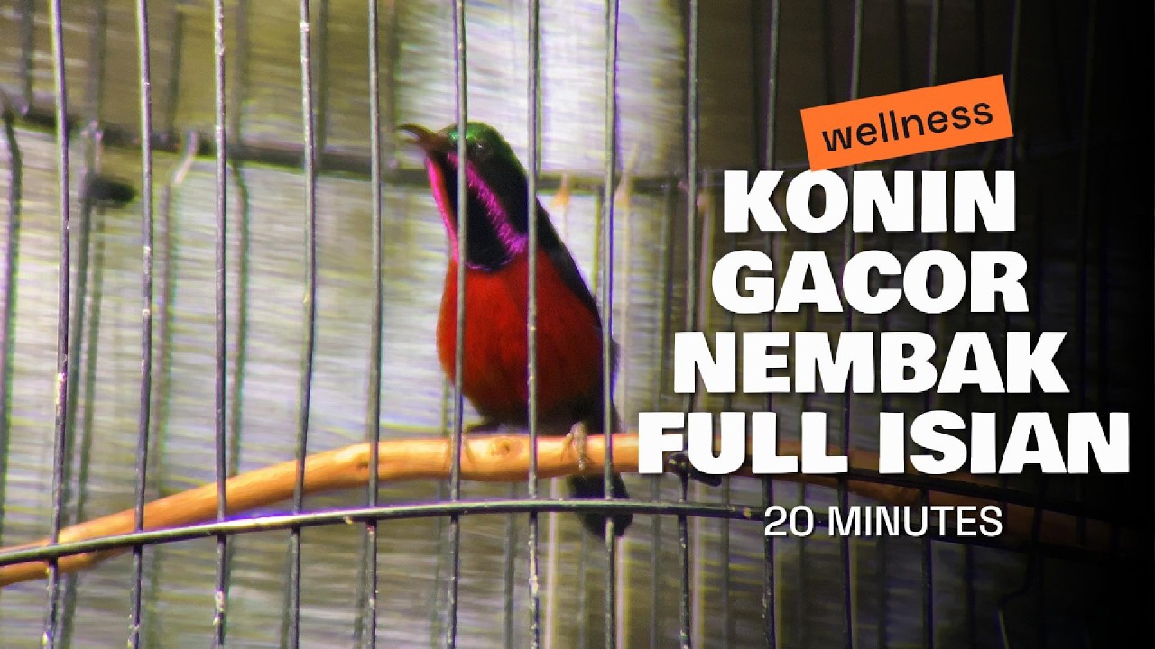 SUARA KONIN GACOR COCOK BUAT MASTERAN. #kolibrininja #konin 