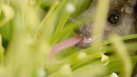 The Strange Link Between Bats and Tequila