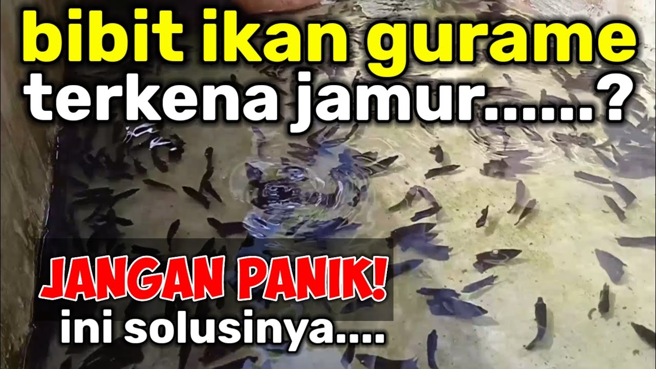 Ribuan Bibit Ikan Gurame Terjangkit Jamur?? Jangan Panik!!Ini Cara Menanganinya..