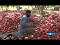 Kandahar S Pomegranates محصولات باغ های انار در کندهار 