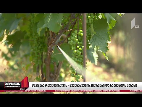 მევენახეები რთველის მოლოდინში