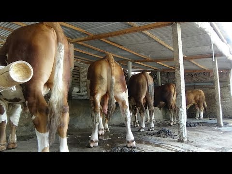 Peternak Muda Pns Tidak Jadi Halangan Untuk Beternak Sapi