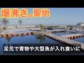 足元で青物や大型魚が入れ食い!千葉の外房に佇む釣りスポットがえぐすぎた