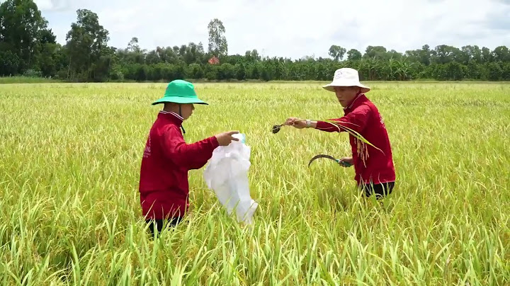 Công thức tính năng suất lúa trung bình năm 2024