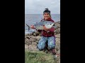 Тунец 3,5 кг поймала на берегу Адриатического моря Tuna time #shorts video