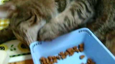 How a fat lazy cat eats dinner.