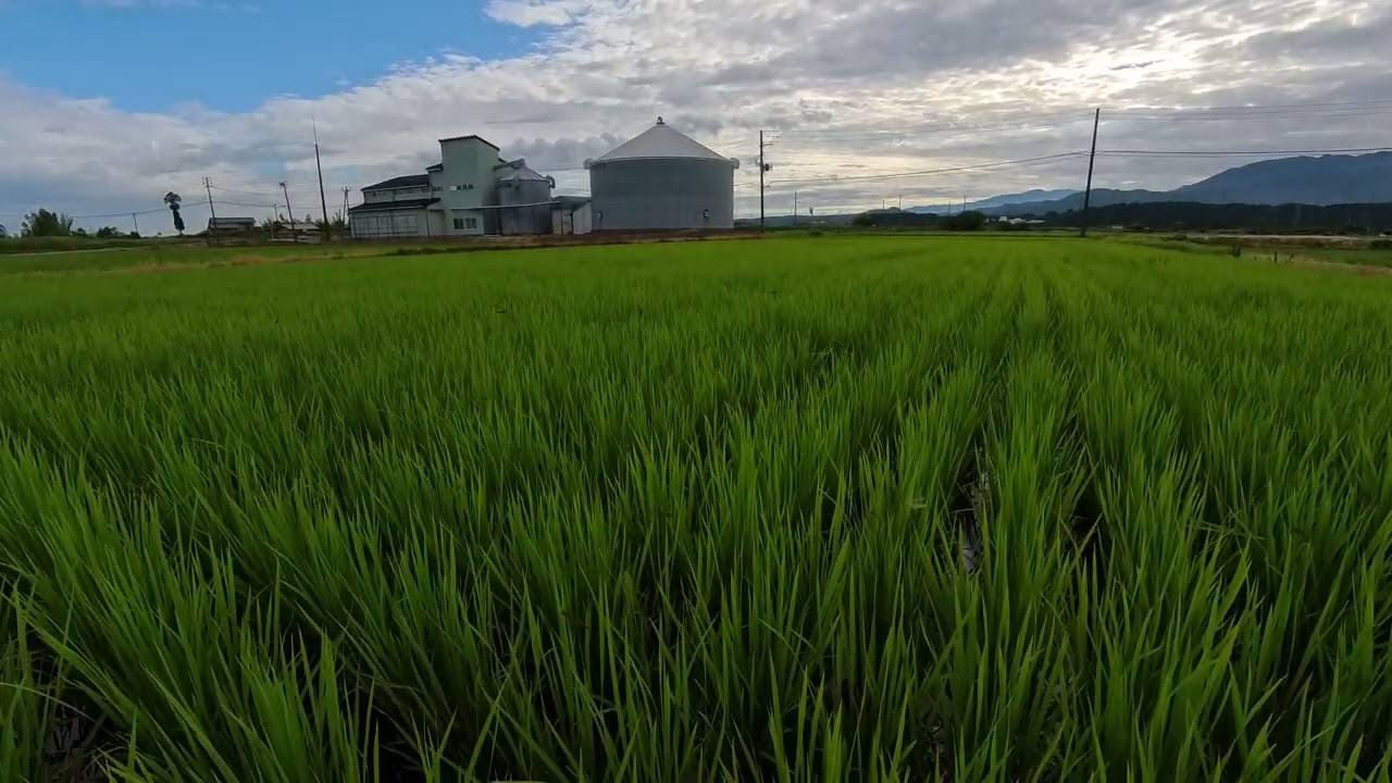 弱い茎は残さない！コシヒカリを太く育てる2週間の「深水栽培」を終え