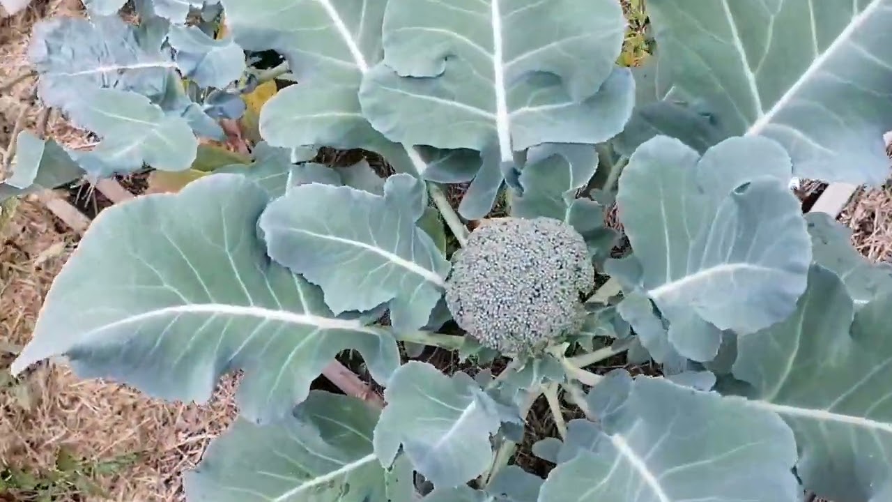 Visite du potager 974 août 2022