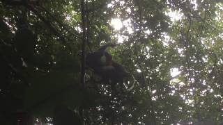 Grey shanked douc langur play behavior part 2