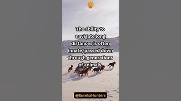 Animal migration #shorts #youtubeshorts #animals #migration #animalplanets #wildlife #shortsfeed