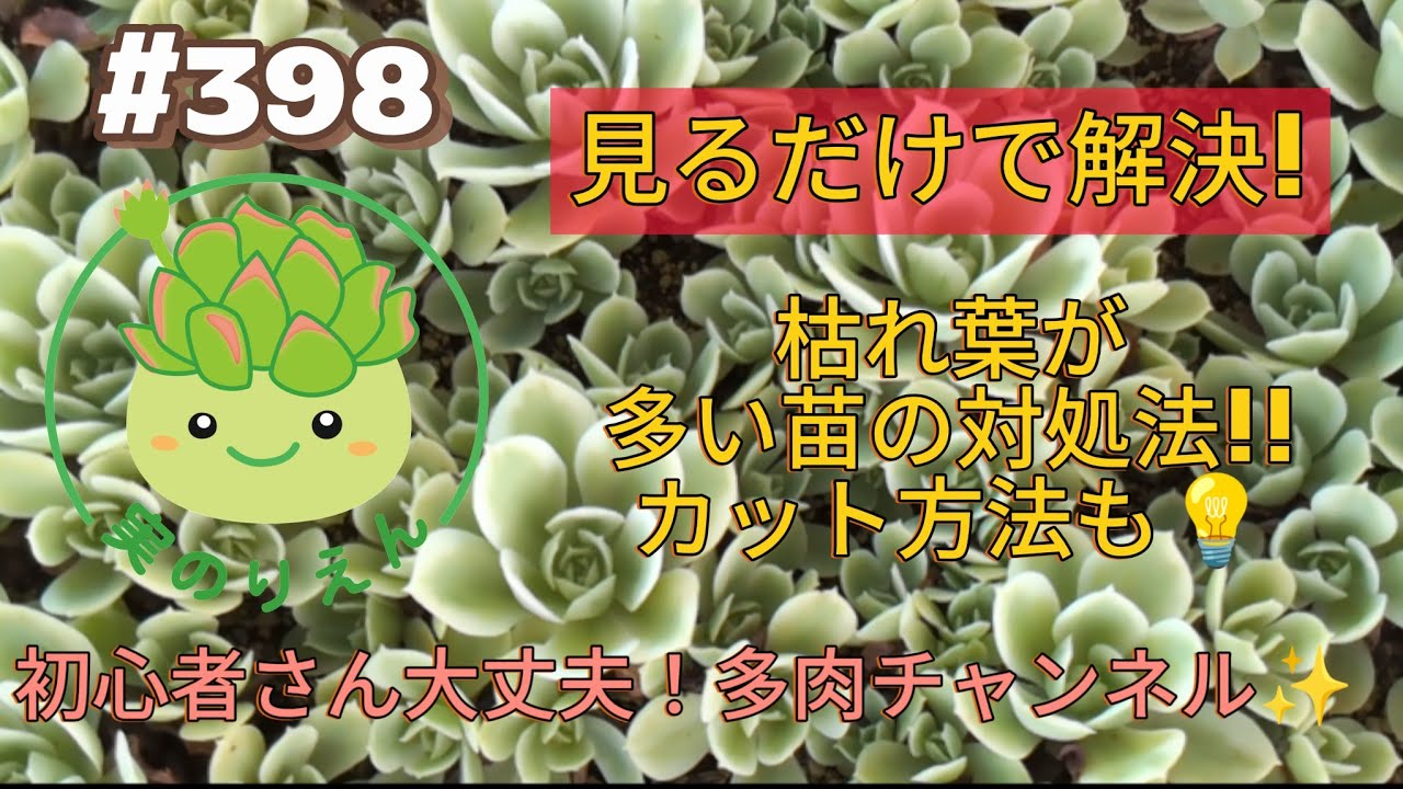 398 レモンローズ錦が大きくなったので、仕立て直しとカットします