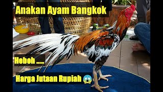 Cara Membedakan Ayam Bangkok Dan Ayam Kampung. 