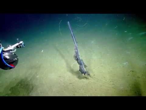 Stunning Siphonophore | Nautilus Live