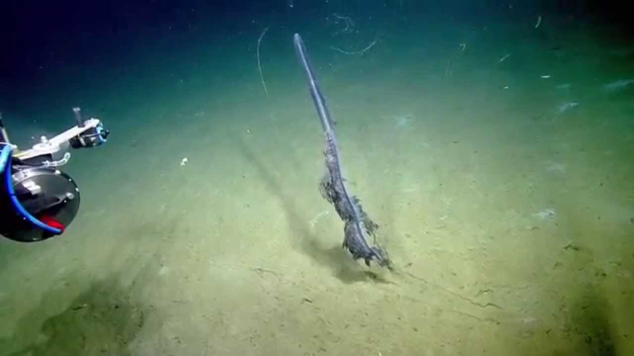 Stunning Siphonophore Nautilus Live Youtube