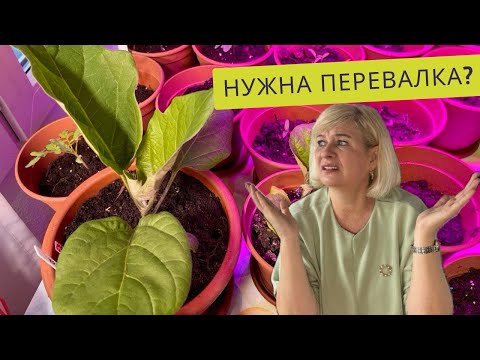 НЕ БУДУ БОЛЬШЕ ТАК СЕЯТЬ❗️ПЕРЕВАЛКА,КОТОРОЙ МОГЛО БЫ И НЕ БЫТЬ!🤞