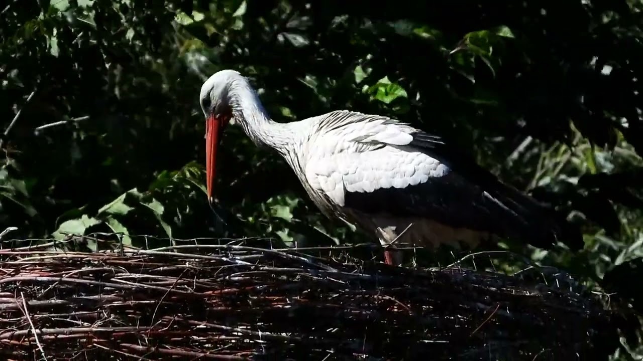 Jonge ooievaar met grote dorst