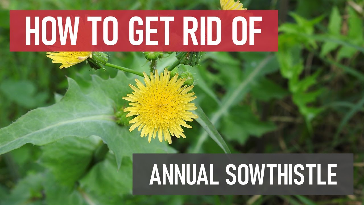 How to Get Rid of Sow Thistle Weed Tips: Fast & Easy Solutions