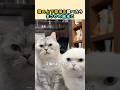 猫の上下関係を調べたらまさかの結末に