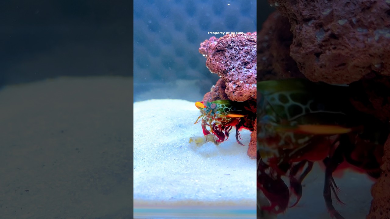 Mantis Shrimp Crushes Claw Shell #mantisshrimp #udangmantis