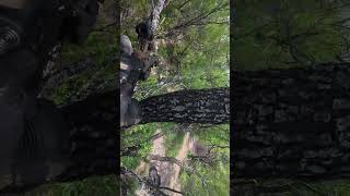POV 🪾🌳