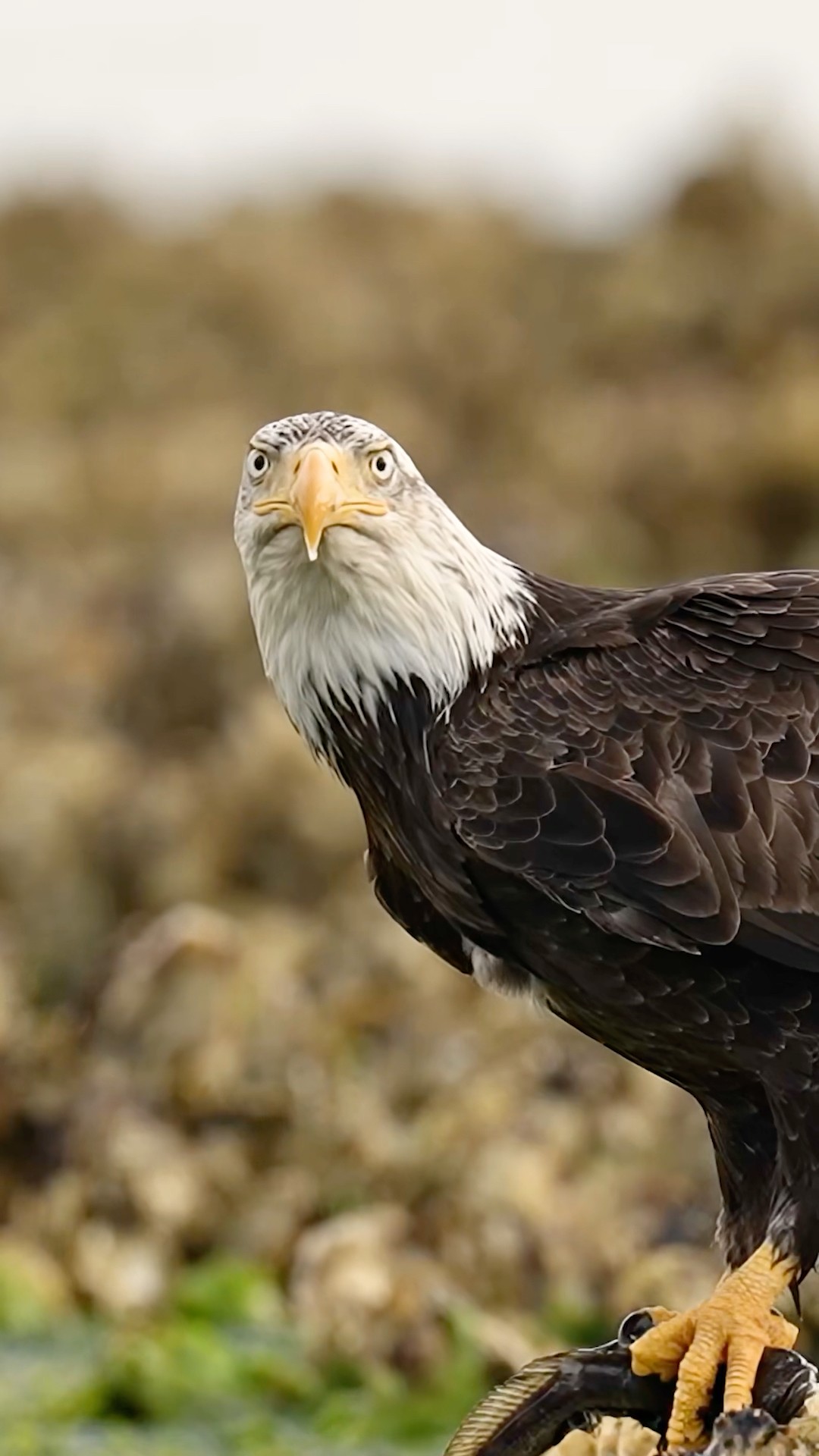 What Does This Eagle's Look Mean?? - YouTube