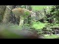 За грибами в лес 2019
